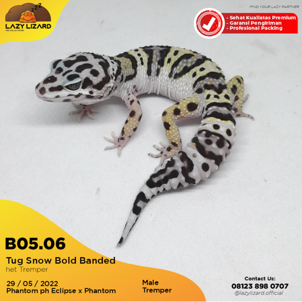 Tug Snow Leopard Gecko Kualitas Kontes High White